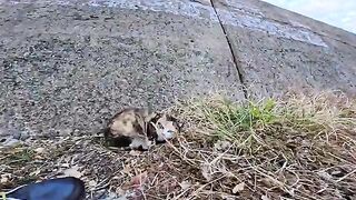 When I stroked the calico cat sleeping under the breakwater, it happily came and rubbed against my feet.