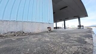 A cute calico cat with brown tabby legs at a fishing port lies down when you pet it.