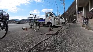 A cat gathering was held at the islands dock, and even cats joined in from the back of a light truck, creating a relaxing atmosphere.