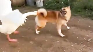 Duck and dog