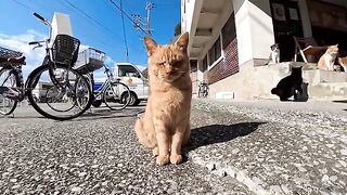 The cat at the harbor was so curious about the interior of the house that he kept fidgeting in front of the door.