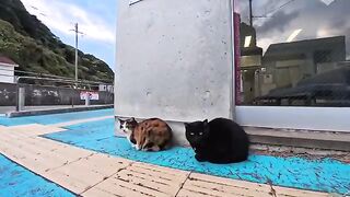 Unreleased cat videos taken this week all released