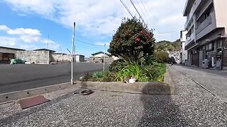 I approached a cat sleeping on the sidewalk and it started rolling around! It was so friendly and adorable