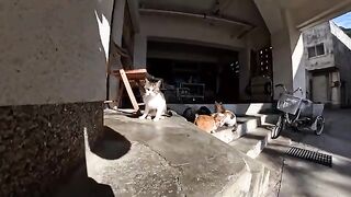 I went to a cat gathering near the islands port.