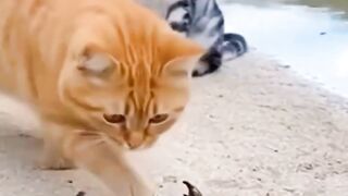 Cats funny