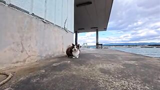 The calico cat at the harbor comes over and rolls around when it sees your face, its so cute