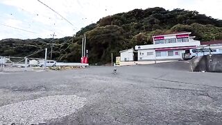 A pigeon-like cat at the ferry terminal came running over from across the road.
