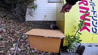 A pigeon-like cat was resting behind a vending machine, and when I stuck my finger out, it came out to be petted.