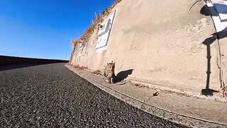 A cat from the western end of the residential area on Cat Island went out to explore an uninhabited area today.