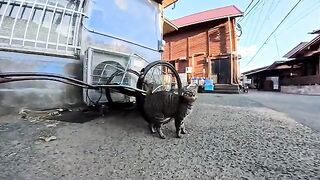 A tabby cat in a good mood came to get some cuddle, but the moment he turned the corner, he unexpectedly ran into a rival cat!