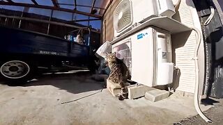 When I petted a cat I came across in the back alleys of Cat Island, it happily came and rubbed against my feet, it was so cute
