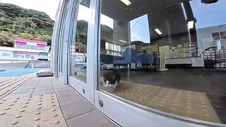 When I went to the waiting room at the ferry terminal, a cat came out.