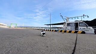 Cats of the harbor, its time for fish distribution