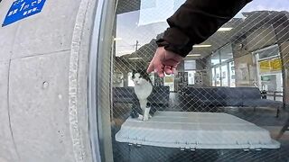 There was a friendly cat in the waiting room at the ferry terminal