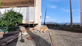 Unreleased cat videos taken this week all released