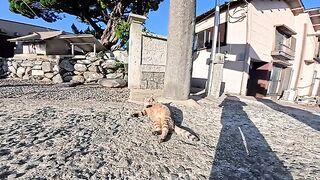 The cat I met in front of the shrine on Cat Island was rolling around and was so cute