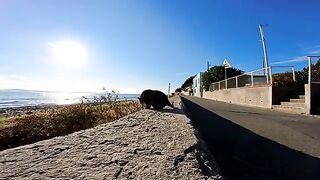 When I sat on the breakwater on Cat Island, a cat sat next to me.