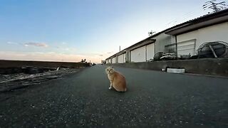 I met a brown tabby cat on the beach in the evening. When I petted him, he happily sat next to me.