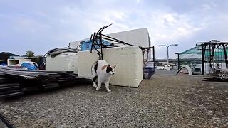 When I went to the fishing port, a calico cat with a heart pattern on its back came to get petted.
