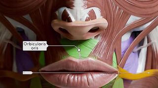 Muscle of face