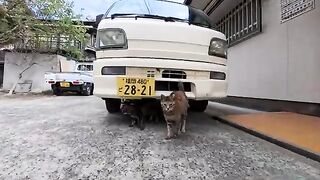 The cats on the island were so cute, they would subtly run away even though they were worried about me.