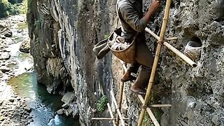 the swallows nest harvest is very high