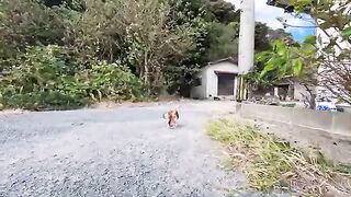 This adorable calico cat rolls over as soon as it sees someone! He just cant stop asking for petting.