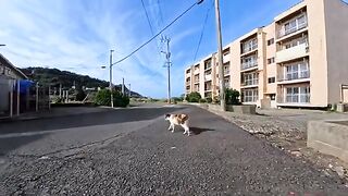 I followed a calico cat walking down the street and came across a goat busy mowing the grass in the field.