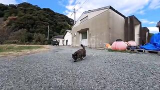 The island cats were so cute, rolling around and getting affectionate when they saw people.