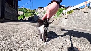 The kitten I met in the back alleys of Cat Island was so cute