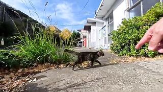 All the cats gathered in front of the post office on the ruined island run away