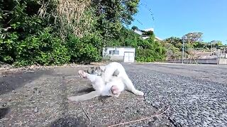 The cat family I saw at the port of Cat Island was so cute