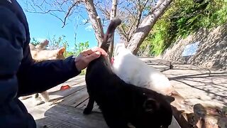 The free cat cafe near the port on Cat Island is so relaxing you wont want to leave