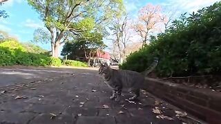 Unreleased cat videos taken this week all released