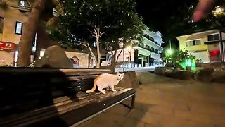 The cat I met in the park at night was so cute it soothed me