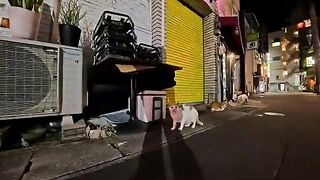 Walking through the downtown area at night, I came across some cats having dinner.