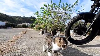 I received a cute welcome when I attended the morning cat meeting held in the island square.