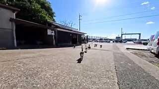 After going around the island and returning to the ferry terminal, a group of cats came to greet us.