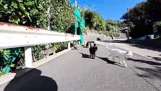 I attended a gathering of mountain cats, and on the way back they came to a free cat cafe right on the edge