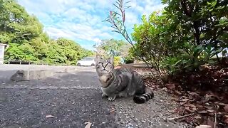 When I petted a cat in the parking lot, another cat came and rubbed against me.