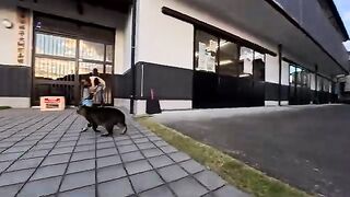 The cats at the shrine in the port town come to pet you when you see their faces, so cute