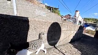 As I passed through the cat checkpoint, I was stopped by a long-haired black and white cat and had my pockets searched.
