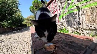 A slow eater cat will have their treats stolen by a greedy cat.