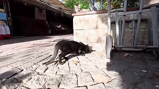 A kitten is so obsessed with Churu! Its so cute and comforting to see him happily eating it.