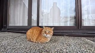 The cat at the shrine on Cat Island purrs when you pet it, which is adorable.