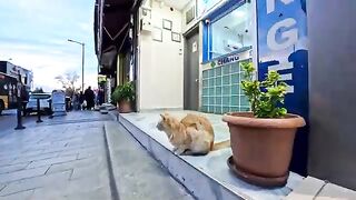 When I petted the cat in front of the shop on the main street, it happily came and rubbed against my feet.