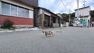 Unreleased cat videos taken this week all released