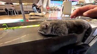 I was soothed by a cat sleeping peacefully in a flower bed in a shopping mall. An unexpected happy moment in the food court