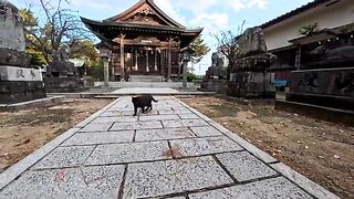 When I went to the shrine, a black cat came out to be petted!