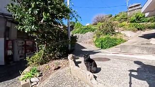 When I went to the cat meeting place near the hillside of Cat Island, the cats gathered and an impromptu meeting began.